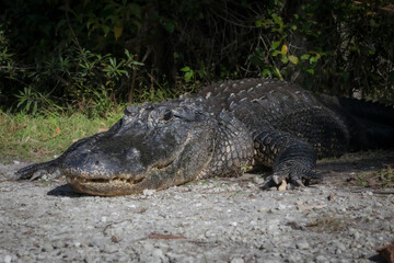 View of Alligator with open mouth.