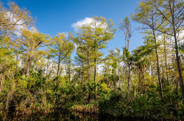 Fototapeta premium Cypress trees, alligator flag, red maple and cabbage palm surround this south Florida pond, typifying a swamp.