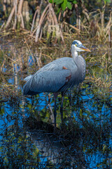 A great blue heron stands majestically over the wetland it calls home.