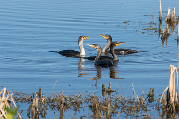 Double-crested cormorants tend to congregate during mating season.