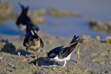 Western House martin and red-rumped swallow collect mud as nesting material // Mehlschwalbe und...