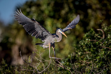 A incoming great blue heron flies into a rookery in south Florida.