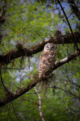 A barred owl, one of the more common owls, can be seen throughout the swamps in south Florida.