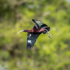A glossy ibis glides through the air, making a final approach to it's nest.