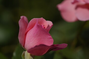 pink valentine rose