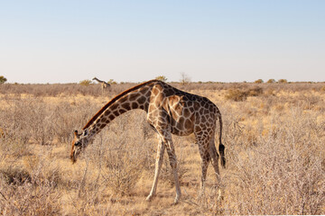 Giraffe in Etosha National Park, Namibia