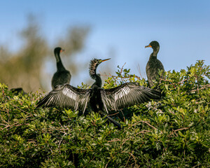 A beautiful male anhinga dries his wings.