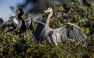 A great blue heron in full beautiful breeding plumage.