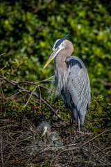 A great blue heron with nestlings.