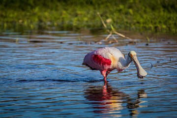 Roseate spoonbills display their bright pink color.