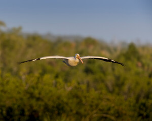 A white pelican flies across the sky.