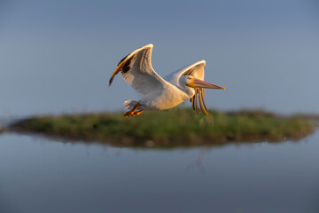 A white pelican flies across the sky.