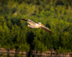 Obraz premium A white pelican flies across the sky.