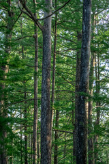 Fototapeta premium A relatively young stand of cypress trees define a typical south Florida swamp.