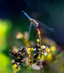 View of a Dasher dragonfly resting.