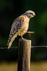 A red-shouldered hawk, perched on a fence post, displays one of its talons.