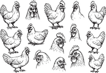 Detailed Ink Drawings of Chickens, hand drawing sketch