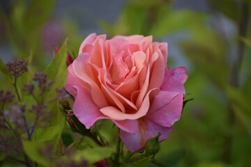 beautiful pink roses in the garden