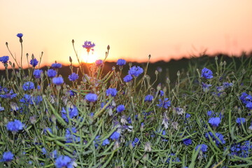 beautiful flowers in the forest