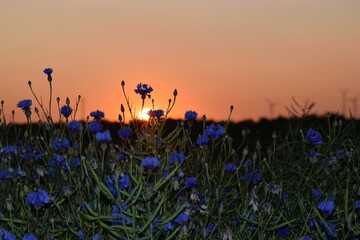 beautiful flowers in the field