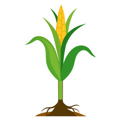 Vector art illustration of a corn plant