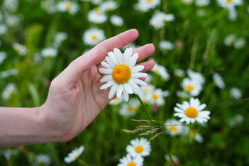 a hand holding a white camomile against a background of many daisies. Floral background of white ox-eye daisies and grass blades in spring meadow. Seasonal natural sceneriesspring