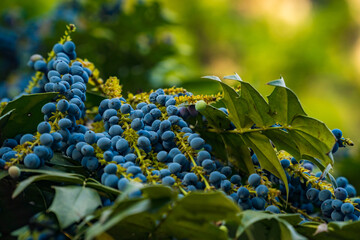 Japanese barberry, Berberis japonica, with fruits on a spring day, Switzerland