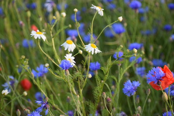 beautiful flowers in the garden