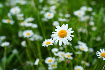 Floral background of white ox-eye daisies and grass blades in spring meadow. Seasonal natural sceneriesspring