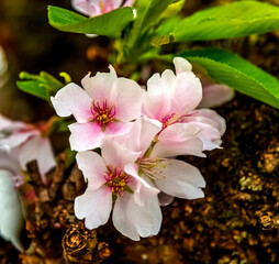 Colorful cherry blossoms, Kenwood, Bethesda, Maryland.