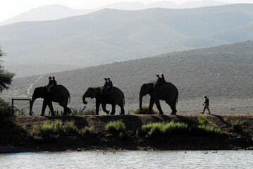 Africa- Silhouette of Tourists Riding Elephants Along a Lake