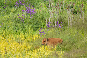 USA, Montana, Dixon. National Bison Range, bison springtime with new born calf.