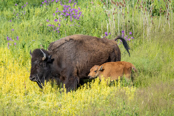 USA, Montana, Dixon. National Bison Range, bison springtime cow with calf