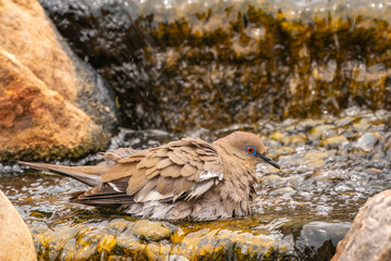 USA, New Mexico. White-winged dove bathing in fountain.