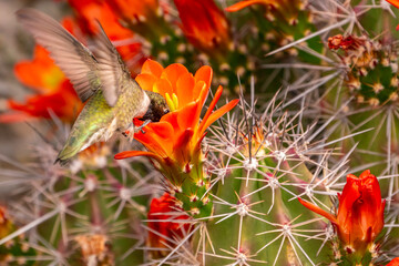 USA, New Mexico, Bosque del Apache National Wildlife Refuge. Black-chinned hummingbird feeding on cactus flowers.