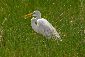 USA, New Mexico, Bosque del Apache National Wildlife Refuge. Great egret feeding in reeds.