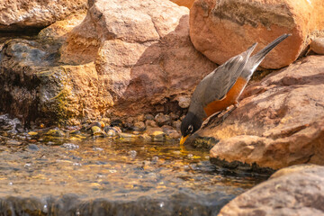 USA, New Mexico. American robin drinking in waterfall fountain.