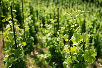 Vinice Svate Klary / St. Claire's Vineyard, Prague, Czech Republic