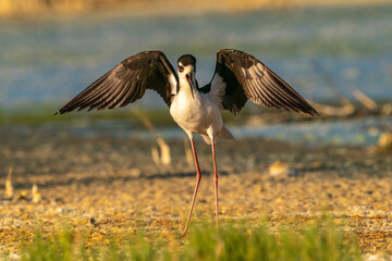 USA, New Mexico. Black-necked stilt showing broken wing display to distract predator.