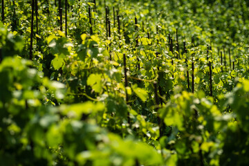 Obraz premium Vinice Svate Klary / St. Claire's Vineyard, Prague, Czech Republic