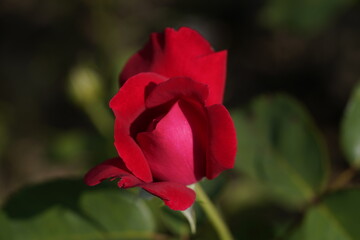 red valentine rose 