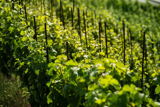 Vinice Svate Klary / St. Claire's Vineyard, Prague, Czech Republic