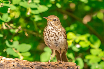 USA, New Mexico, Sandia Mountains. Close-up of Swainson's thrush bird.