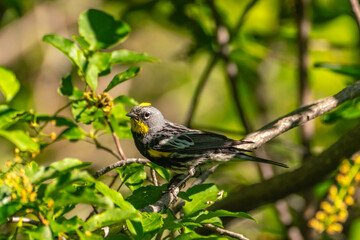 USA, New Mexico, Sandia Mountains. Yellow-rumped warbler in tree.