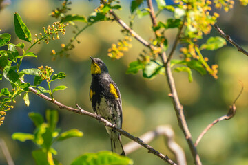 USA, New Mexico, Sandia Mountains. Yellow-rumped warbler in tree.