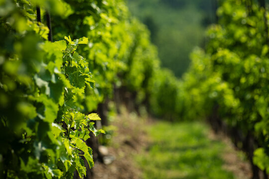 Vinice Svate Klary / St. Claire's Vineyard, Prague, Czech Republic