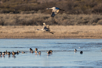 Two sandhill cranes set their wings for landing on a mostly frozen pond at Bosque del Apache National Wildlife Refuge.