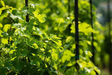 Vinice Svate Klary / St. Claire's Vineyard, Prague, Czech Republic