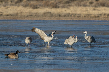 Sandhill cranes stand in icy water, with Canadian geese, on a mostly frozen pond at Bosque del Apache National Wildlife Refuge.