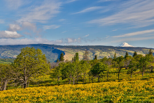 USA, Oregon, Mosier. Landscape of oaks and yellow balsamroot with backdrop of Mt. Adams,